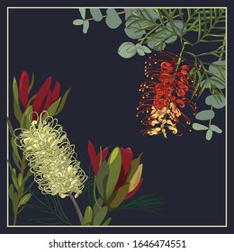 australia native flowers border pattern with gravellia,leucadendron and eucalyptus leaf on dark navy background