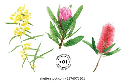 Australia Native Plants  Protea  Wattle  Callistemon svg