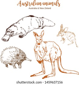 Australia and New Zeland animals vector illustration. Echidna, bandicoot, duckbill and kangaroo. Exotic forests and zoo australian animals, hand drawn sketch.