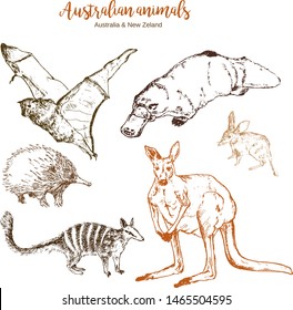 Australia and New Zeland animals vector illustration. Echidna, bandicoot, duckbill and kangaroo with numbat and flying fox. Exotic forests and zoo australian animals, hand drawn sketch.