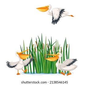 Australia pelican birds in cartoon style illustration