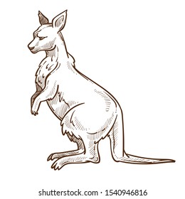 Australian animal, kangaroo with pouch and long tail isolated sketch vector. Wildlife or zoo, wallaby pencil drawing, biological species. Australia fauna encyclopedia drawing, jumping mammal