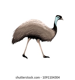 Australian animal. Ostrich emu in flat style isolated on white background. Symbol of Australia. Vector illustration.