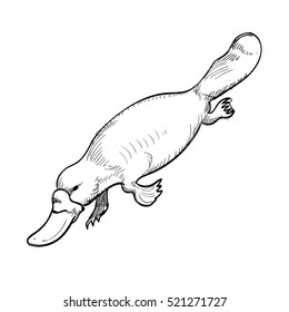 Australian animal Platypus in doodle style. Vector illustration.