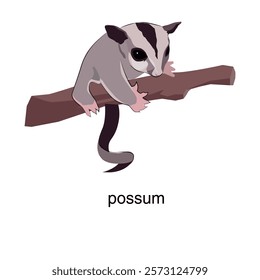 Australian animal possum. Vector illustration