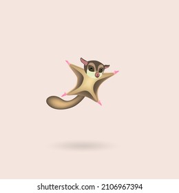 Australian animal sugar glider from Latin Petaurus breviceps. Jumping and flying animal.