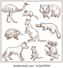 Australian animals and birds vector sketch