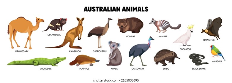 Australian animals flat set with crocodile cockatoo amadina numbat snake cassowary dromedary koala isolated vector illustration