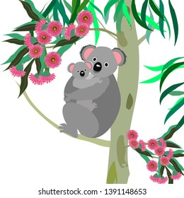 Australian animals Koala mother and baby on blooming eucalyptus tree vector mother's day illustration 