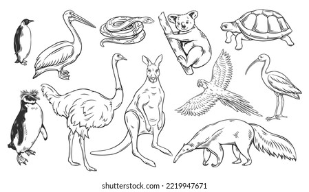 Australian animals outline icons set vector illustration. Line hand drawn wild animals and birds of Australia, outline collection with koala wallaby ostrich turtle pelican penguin snake anteater