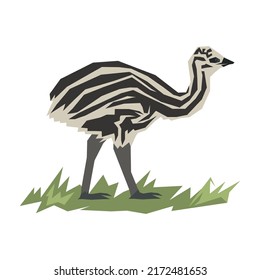 Australian Baby Emu Clip Art