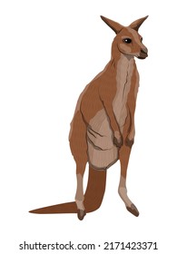 Australian big red kangaroo female. Realistic vector animal