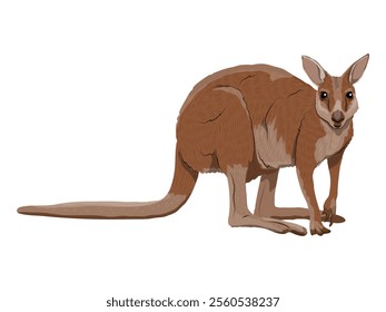 Australian big red kangaroo. Realistic vector animal