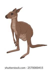 Australian big red kangaroo standing on its hind legs. Realistic vector animal