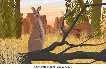 Un gran canguro rojo australiano en la alta hierba seca. Rocas de hierba y rojas. Especies endémicas de Australia. Paisaje vectorial realista