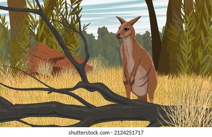 Un gran canguro rojo australiano en altos pastos secos y ramas de árboles. Rocas de hierba y rojas. Especies animales endémicas de Australia. Paisaje vectorial realista