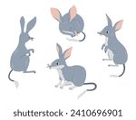 Australian bilbies collection. Cute wild mammal. Vector illustration in flat style. Isolated rodents Australian fauna