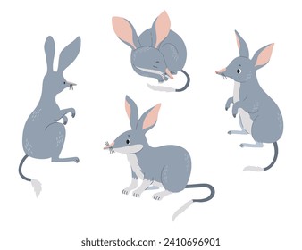 Australian bilbies collection. Cute wild mammal. Vector illustration in flat style. Isolated rodents Australian fauna