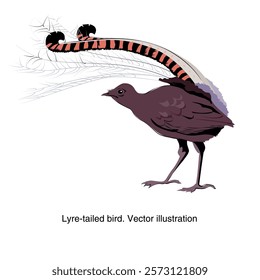 Australian bird Lyretail. Vector illustration