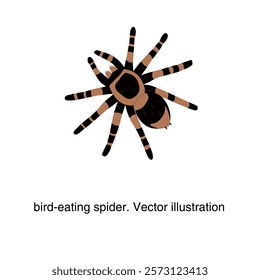 Australian bird-eating spider. Vector illustration
