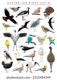 Australian Birds Set Cartoon Vector Character 4