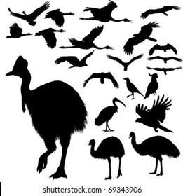 Australian birds vector silhouettes