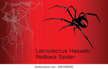 Australian black widow Spider - Illustration, 
Adult female red back spider