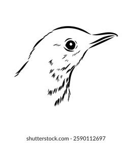 Australian blackbird, vector sketch Blackbird illustration