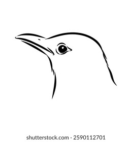 Australian blackbird, vector sketch Blackbird illustration