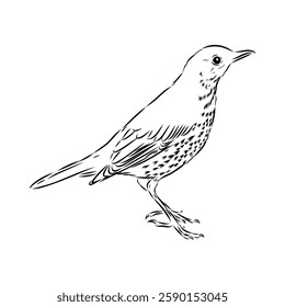 Australian blackbird, vector sketch Blackbird illustration