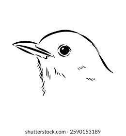 Australian blackbird, vector sketch Blackbird illustration
