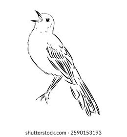 Australian blackbird, vector sketch Blackbird illustration