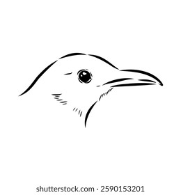 Australian blackbird, vector sketch Blackbird illustration