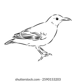 Australian blackbird, vector sketch Blackbird illustration