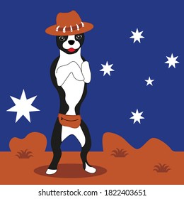 Terrier de Boston australiano, perro viajando con sombrero akubra