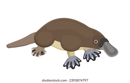 Australian brown duckbill. Cartoon cute animal, wildlife exotic platypus. Swimming zoo mammal. Tasmania zoology symbol. Funny design. Isolated on white background. Vector illustration