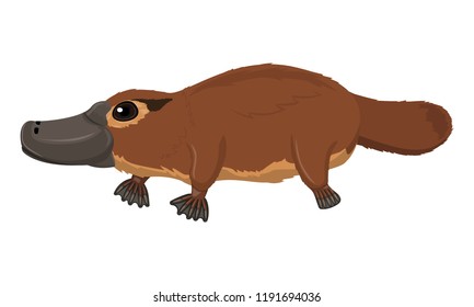 Australian brown platypus, duck bill, ornithorhyncus standing in profile isolated on white background, vector clipart