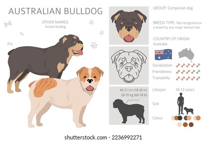 Clásico de bulldog australiano. Todos los colores del abrigo.  Todas las razas de perros tienen características infográficas. Ilustración del vector