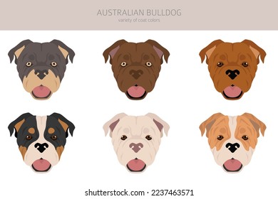Australian bulldog clipart. All coat colors set.  All dog breeds characteristics infographic. Vector illustration