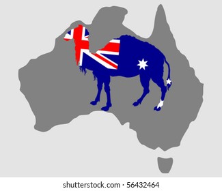 Australian camel