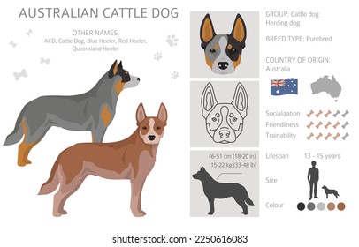 Australian cattle dog all colours clipart. Different coat colors and poses set.  Vector illustration svg