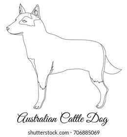 Australian Cattle dog outline vector illustration