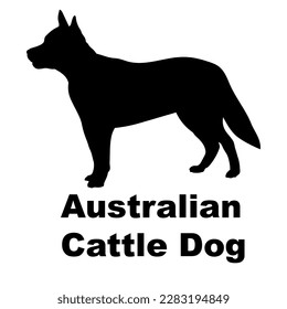 australian cattle dog silhouette dog breed