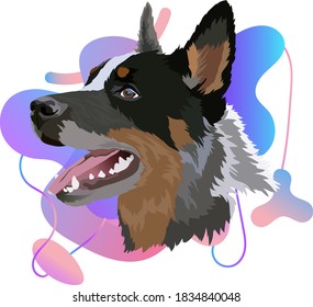 Australian cattle dog, vector image. Portrait. Colored gradient