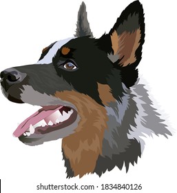 Perro de ganado australiano, imagen vectorial. Retrato