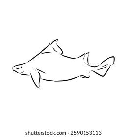 Australian centrina, vector sketch shark, vector sketch Vector illustration of a shark