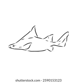 Australian centrina, vector sketch shark, vector sketch Vector illustration of a shark