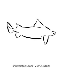 Australian centrina, vector sketch shark, vector sketch Vector illustration of a shark