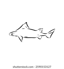 Australian centrina, vector sketch shark, vector sketch Vector illustration of a shark