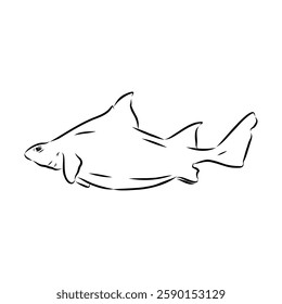 Australian centrina, vector sketch shark, vector sketch Vector illustration of a shark